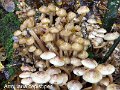Armillaria cepistipes-amf258-1